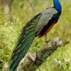 Colorful Peacock on Branch in Lush Forest with Iridescent Feathers