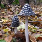 Mystical village with mushroom-shaped houses in enchanted forest