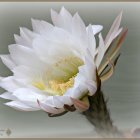 Detailed painting of blooming white lotus with pink tinges and buds on gray background