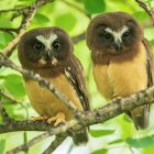 Stylized cartoon owls perched on a branch with expressive eyes amid green foliage.