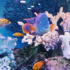 Vibrant Underwater Scene with Starfish, Fish, and Coral