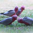 Vividly Colored Birds Amid Pink Flowers