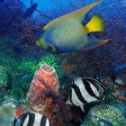 Aquatic scene with patterned fish and coral-like structures in blue-green hues