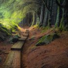 Ancient forest path with towering trees and dense foliage