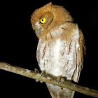 Colorful Patterned Owl Artwork on Branch Against Black Background