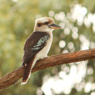 Vibrantly colored kookaburras on branch surrounded by green foliage and berries