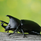 Surrealist digital artwork: metallic beetle on cobblestone, clock, whimsical structures