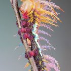 Vibrant iridescent caterpillar with pink-tipped orange protrusions on branch