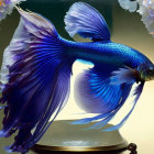 Blue Betta Fish with Flowing Fins and White Flowers Background