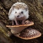 Adorable hedgehog on mushrooms in sepia forest