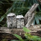 Detailed Tawny Frogmouth Birds Perched on Branch