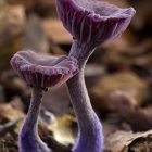 Purple Mushroom Forest with Glowing Lanterns and Whimsical Houses