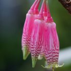 Detailed Pink Botanical Bloom with Intricate Petals in Soft Greenery