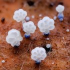 Luminescent white mushrooms among colorful autumn leaves