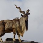 Digital artwork featuring two goats with decorative saddle and accessories, standing on shiny surface