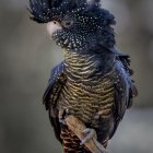 Blue Parrot Sculpture with Intricate Feather Patterns and Golden Beak on Stand