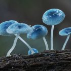 Blue mushrooms with white spots in dark forest emitting blue mist