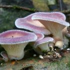 Luminescent pink mushrooms on moss-covered log in mystical forest