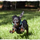 Colorfully Dressed Dachshund Fishing in Lush Greenery