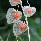 Golden Glittering Seed Pods on White Branches in Dark Green Background