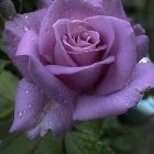 Vibrant purple rose with water droplets on dark bokeh background