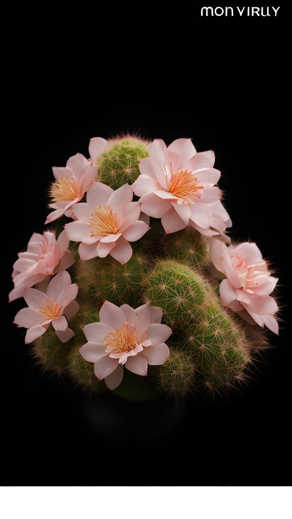 Pale Pink Blooming Cactus on Black Background with "MON VIRULY