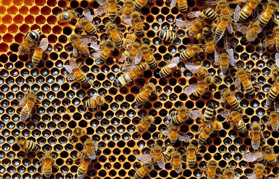 Busy Honeybees Working on Filled Honeycomb Cells