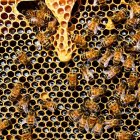 Busy Honeybees Working on Filled Honeycomb Cells