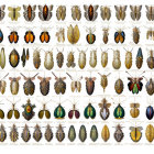 Colorful Beetle Illustrations Displayed in Rows