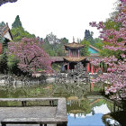 Asian Pavilion Surrounded by Cherry Blossoms and Pond