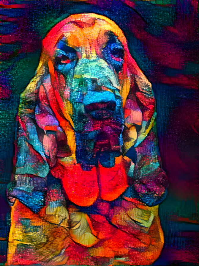 My bloodhound boy BERTIE