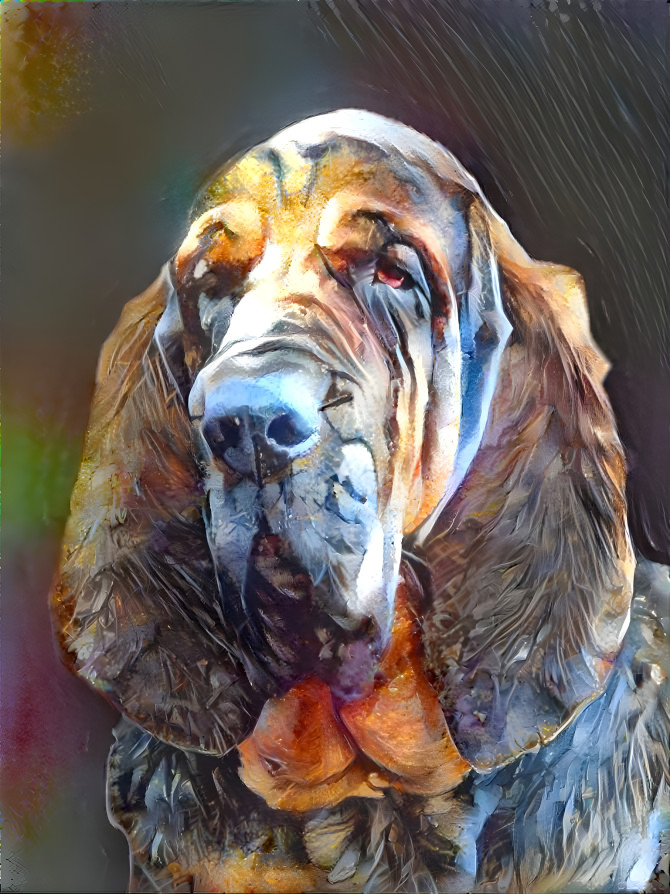 My bloodhound boy VONDRACEK