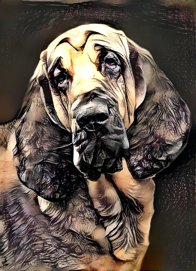 My bloodhound boy BERTIE