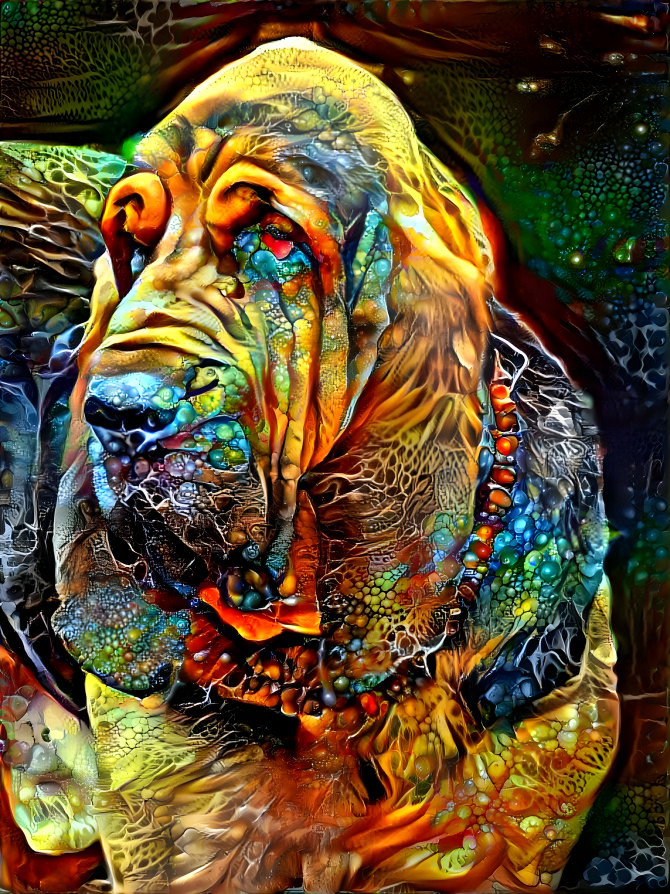 My bloodhound boy VONDRACEK