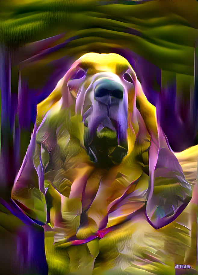 My bloodhound boy RUDI