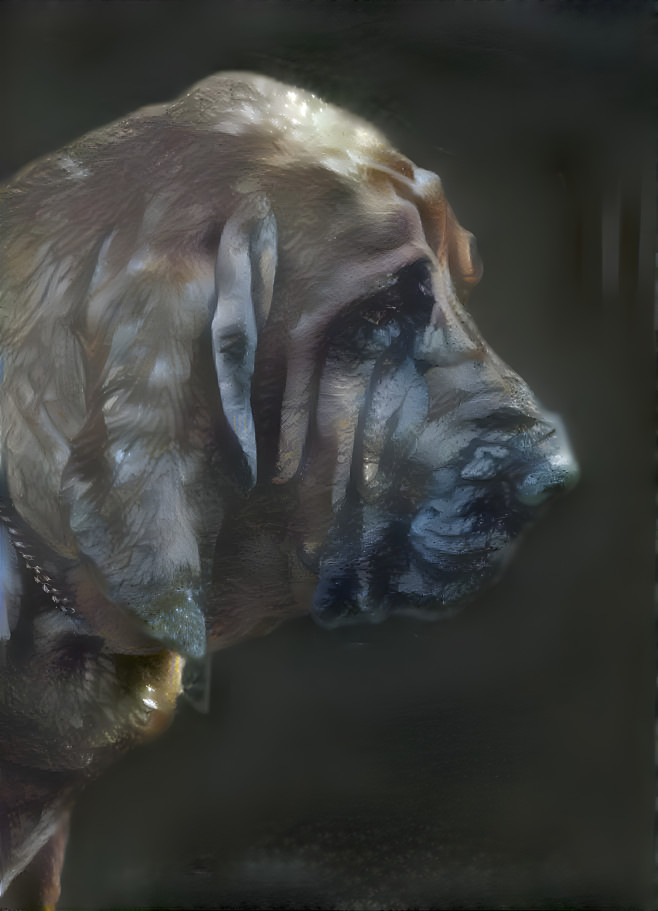 My bloodhound boy Peppino