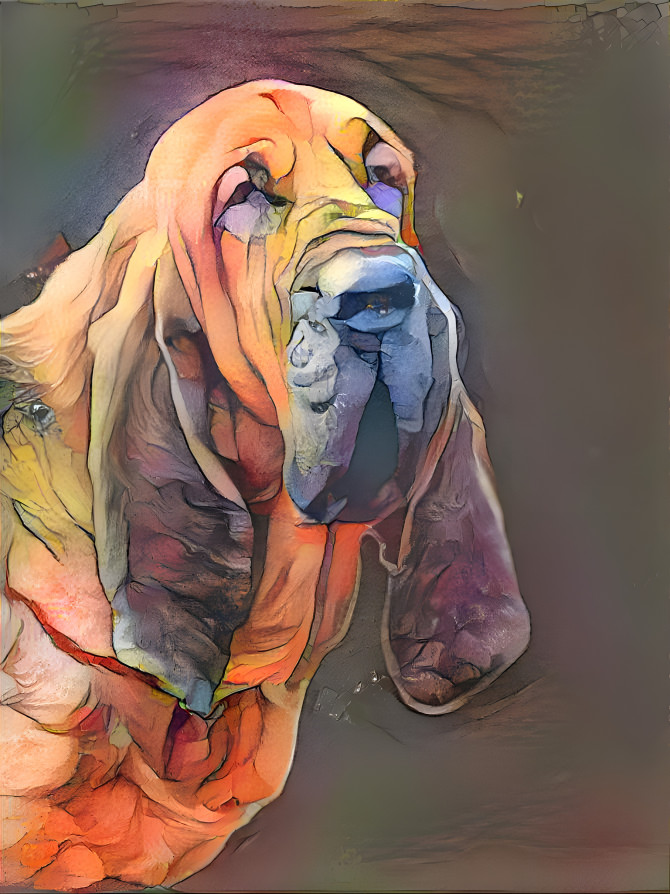 My bloodhound boy ROBINSON