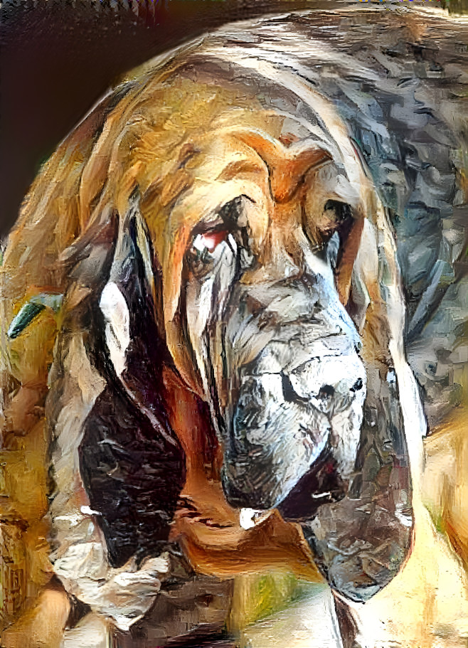 My bloodhound boy Peppino