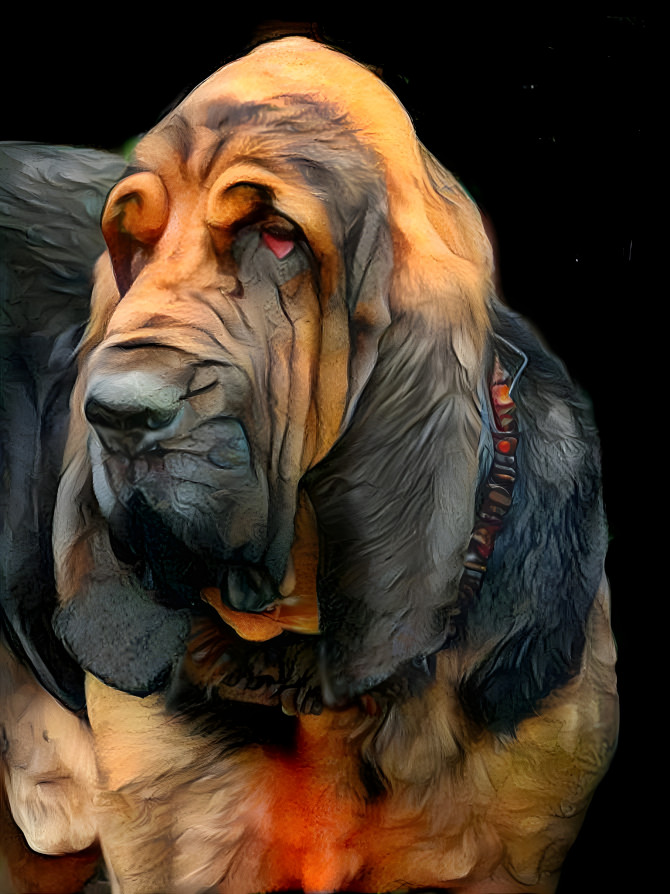 My bloodhound boy VONDRACEK