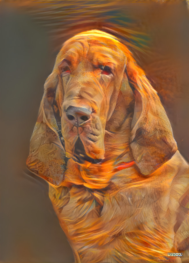 My bloodhound boy RUFUS