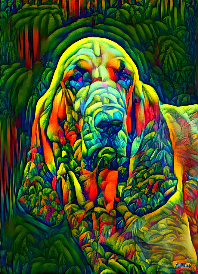 My bloodhound boy RUDI