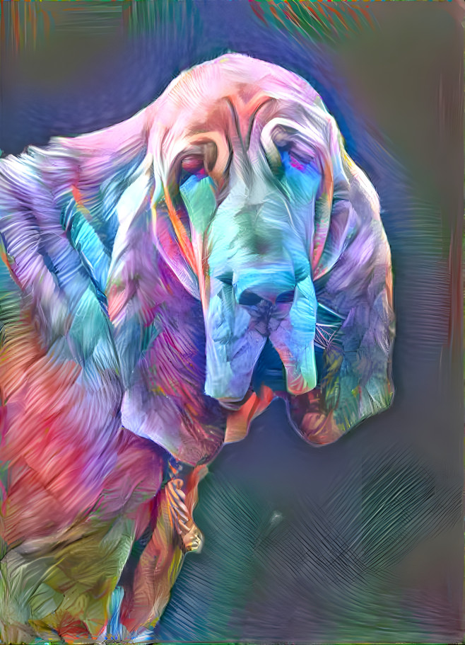 My bloodhound  girl IRANDA