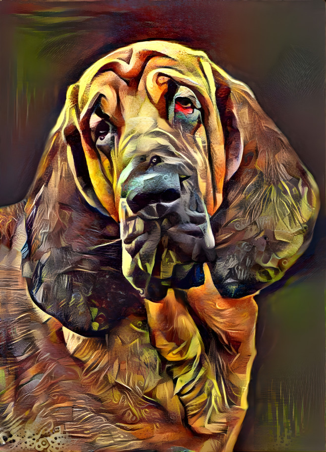 My bloodhound boy BERTIE