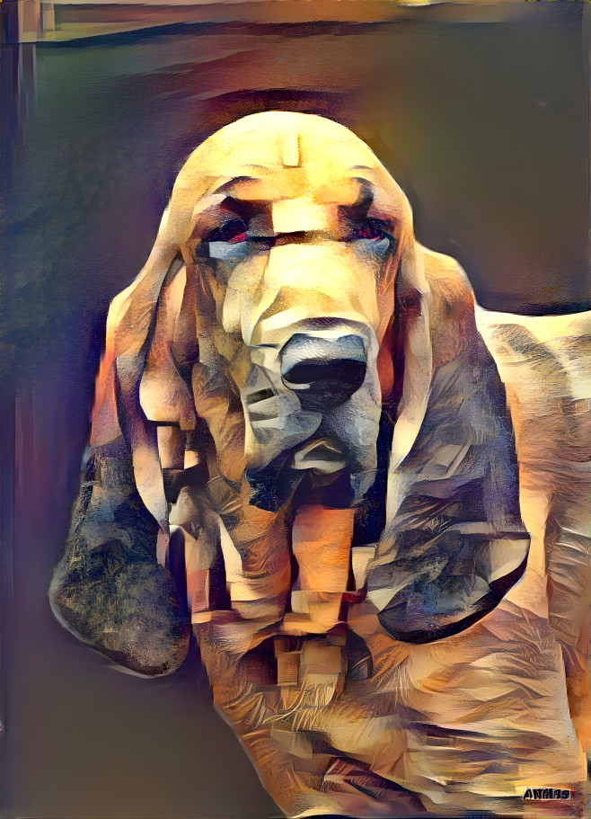 My bloodhound boy RUDI