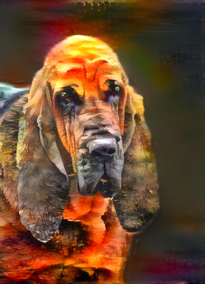 My bloodhound boy Peppino