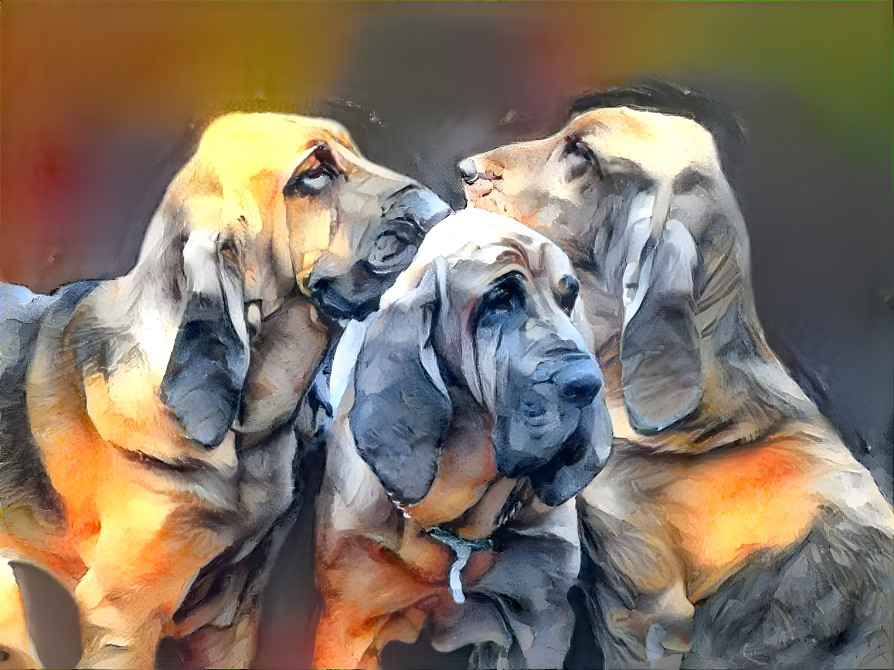 My bloodhound boys, 3 generations