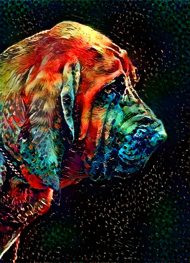 My bloodhound boy PEPPINO