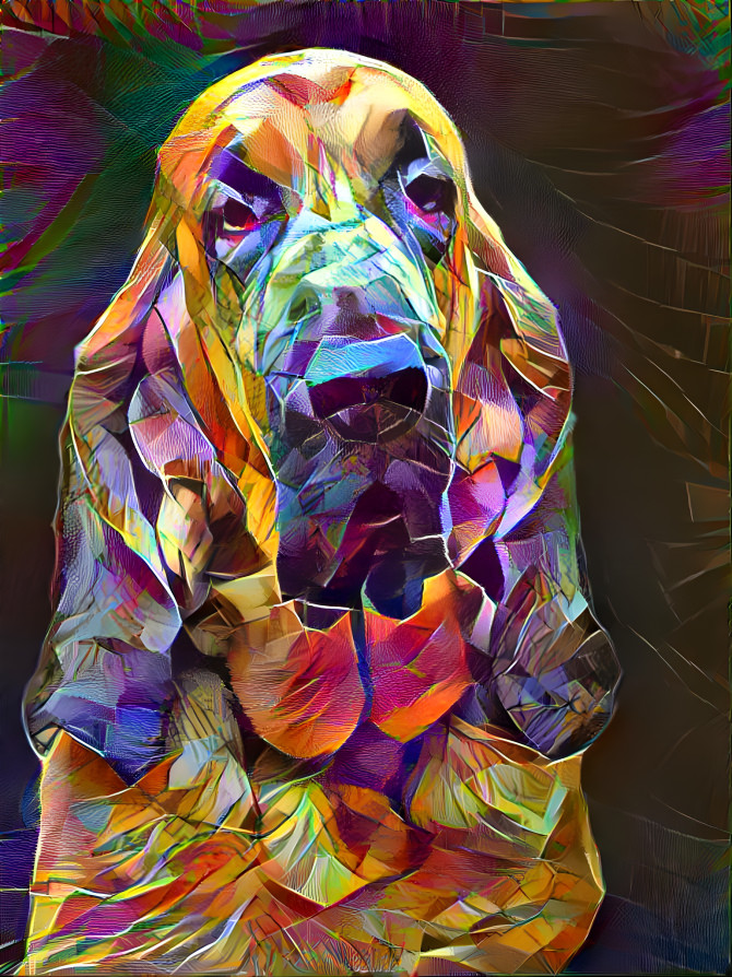 My bloodhound boy BERTIE