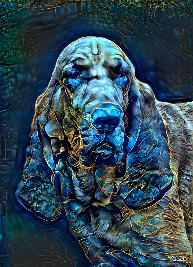 My bloodhound boy RUDI