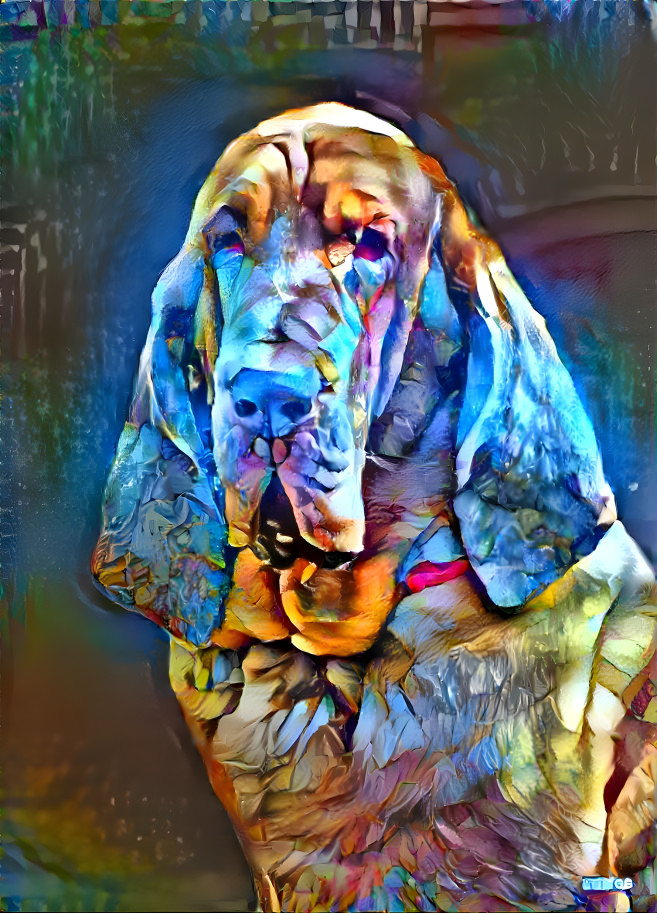 My bloodhound boy RUFUS